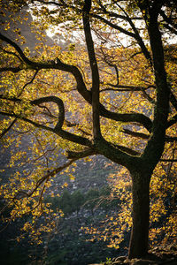 tree