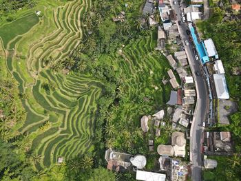 High angle view of agricultural field