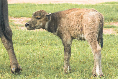 A baby buffalo