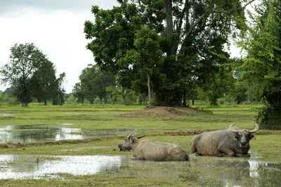 Two buffalo immersed in water
