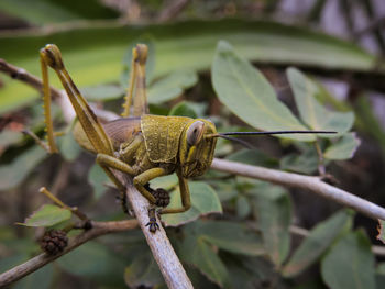 Close-up of insect on plant