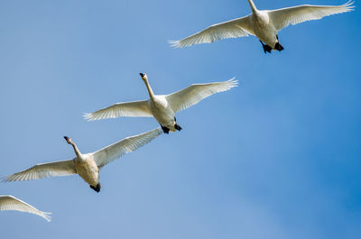 Low angle view of seagull flying in sky