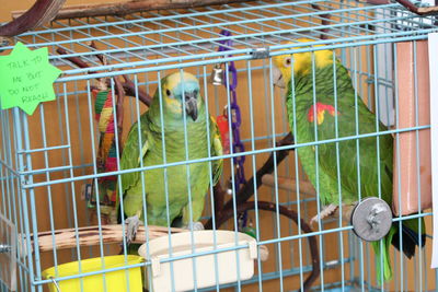 Parrots in cage