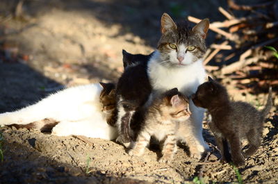 Portrait of cat resting with kittens on field during sunlight