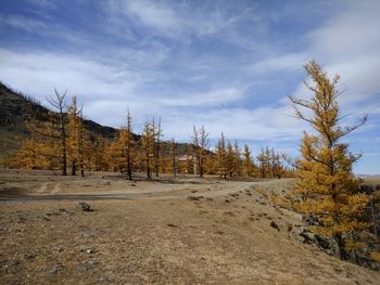 Trees on field against sky during autumn