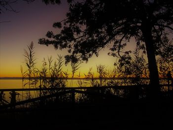 Silhouette trees on beach against sky during sunset