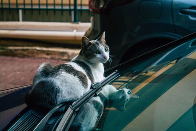 Cat sitting in car