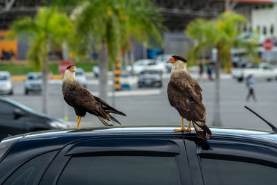 Hawks perching on a car