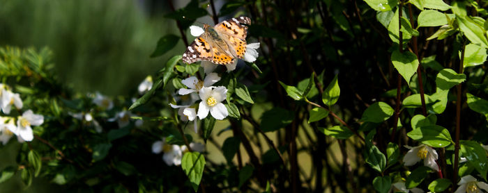 Close-up of butterfly on white flowering plant