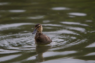 Duck swimming in lake