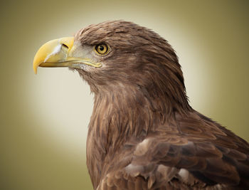 Close-up of eagle against colored background