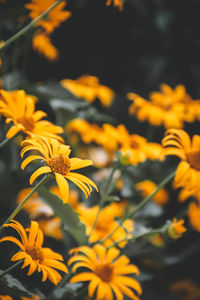 Close-up of yellow flowering plant