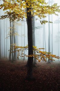 Mysterious beech forest in fog. autumn morning in the misty woods. majestic nature background.