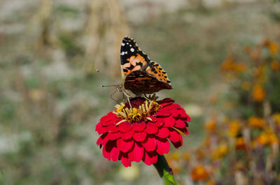 Close-up of butterfly pollinating on flower