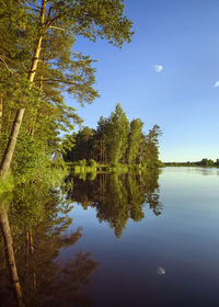 Scenic view of lake against trees in forest