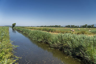 Scenic view of field against clear sky