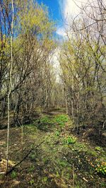 Plants growing on land in forest