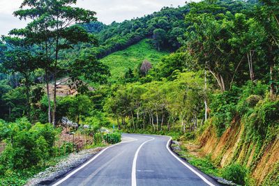 Road amidst trees and plants