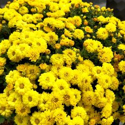 Close-up of yellow flowers blooming outdoors