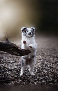 Monkey sitting on field