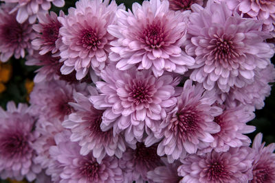 Close-up of pink dahlia flowers