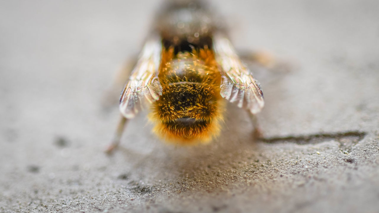 CLOSE-UP OF SPIDER ON WEB