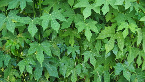 Full frame shot of leaves on field