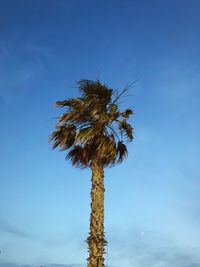 Low angle view of coconut palm tree against blue sky