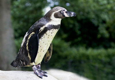 Close-up of penguin on rock