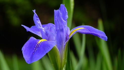 Close-up of purple iris flower