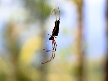 Close-up of spider on web