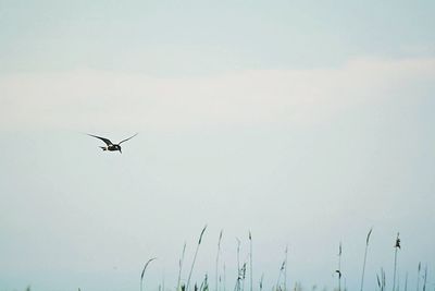 Low angle view of airplane flying against clear sky