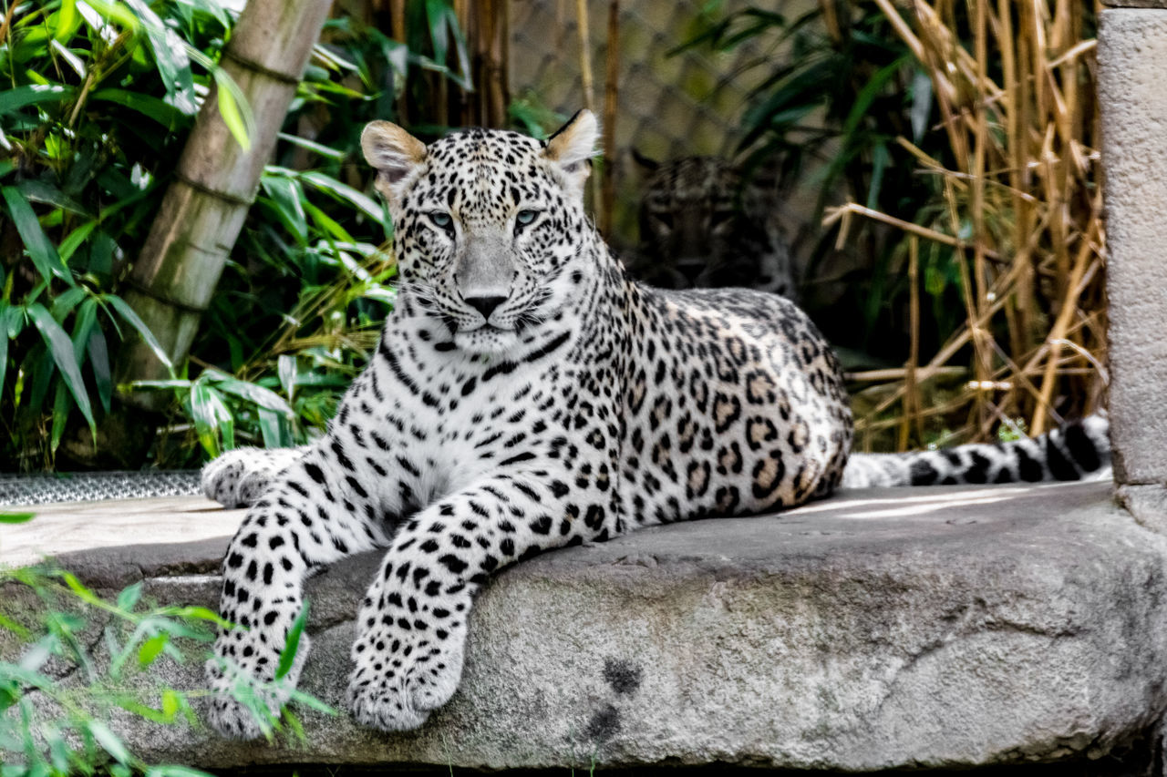 Persian Leopard