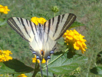 Close-up of butterfly on flower