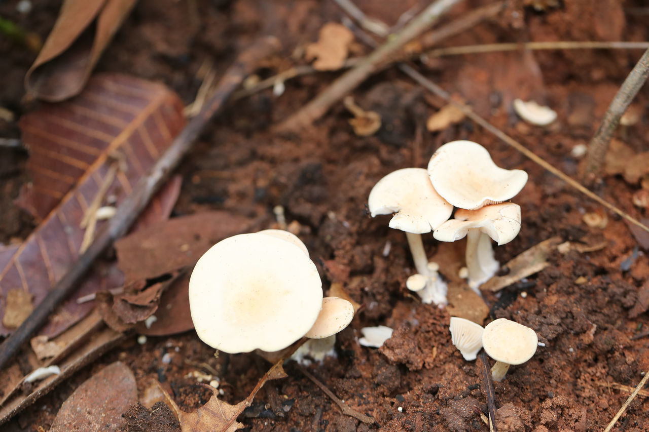 CLOSE-UP OF WHITE MUSHROOMS GROWING ON FIELD