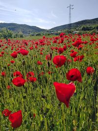 Poppy in the field