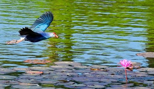 View of birds flying over lake