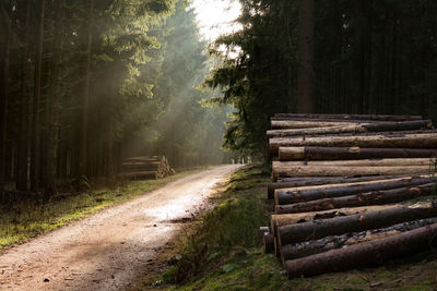 Wooden logs on dirt road in forest