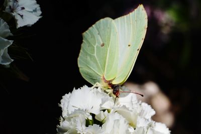 Close-up of insect on white flower