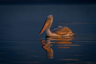 Close-up of pelican