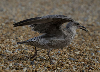 Close-up of bird perching on field