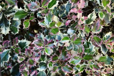 Full frame shot of green leaves