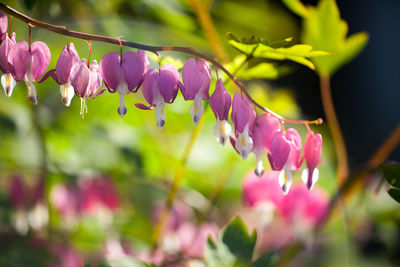 Close-up of purple flowering plant