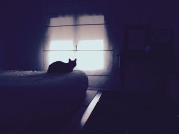 Cat resting on floor