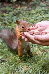 Man holding squirrel on land