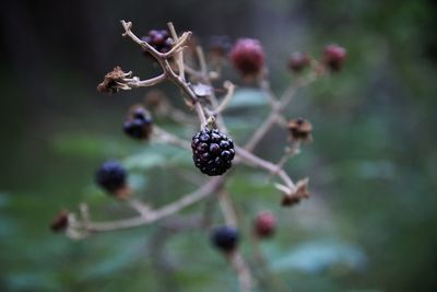 Close-up of fruit growing on tree