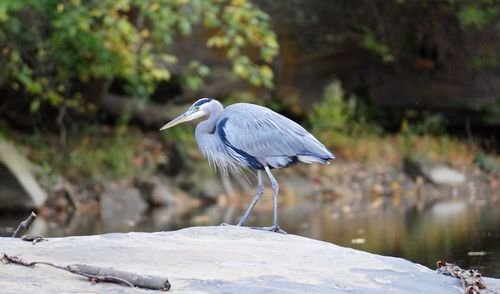 High angle view of gray heron perching on rock