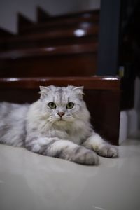 Close-up portrait of a cat