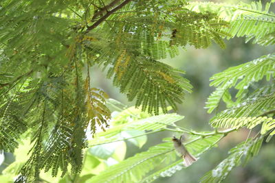 Close-up of pine tree