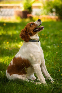 View of a dog looking away on field